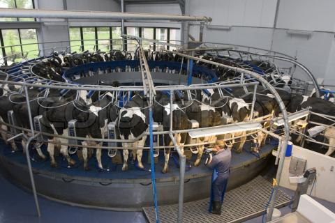 rape rack dairy industry